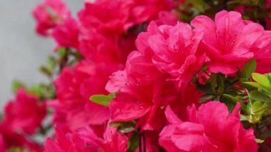 Baharda güzel kırmızı Azalea çiçeklerini kapat. Azalea, Ericaceae familyasından bir bitki cinsidir..