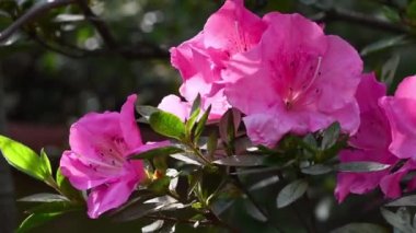 Baharda Azalea 'nın güzel pembe çiçeklerini kapatın. Azalea rhododendron cinsine aittir. Seçici Odaklanma