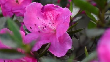 Baharda Azalea 'nın güzel pembe çiçeklerini kapatın. Azalea rhododendron cinsine aittir. Seçici odak