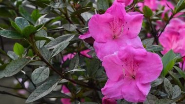 Baharda Azalea 'nın güzel pembe çiçeklerini kapatın. Azalea rhododendron cinsine aittir..