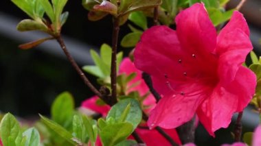 Baharda güzel kırmızı Azalea çiçeklerini kapat. Azalea, Ericaceae familyasından bir bitki cinsidir..