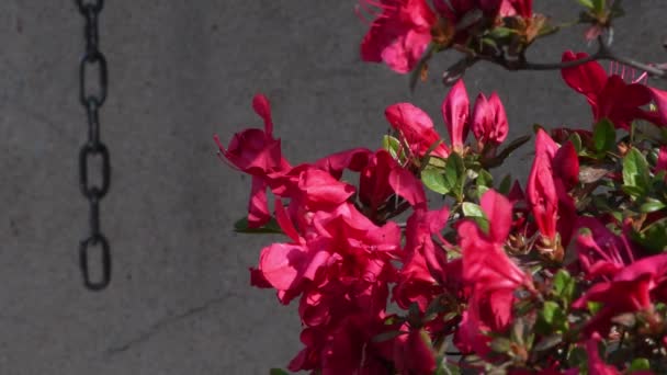 Blooming Red Azalea Spring Azalea Belongs Rhododendron Genus Genus Plants — Stock Video