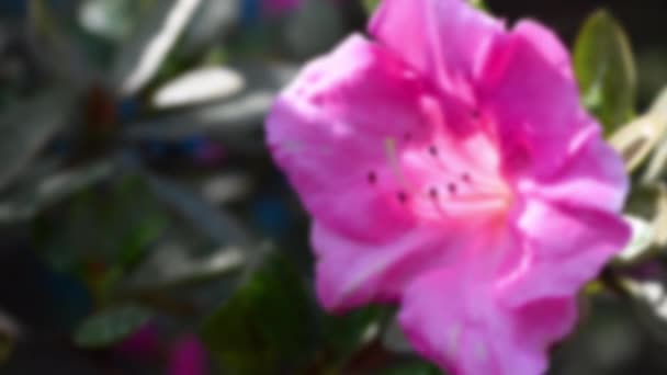春には美しいピンク色の花を咲かせます ツツジはシャクナゲ属に属します 選択的焦点 — ストック動画