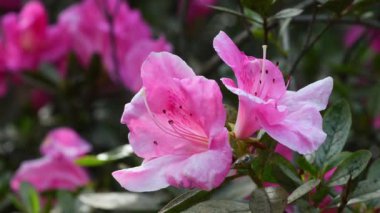 Baharda Azalea 'nın güzel pembe çiçeklerini kapatın. Azalea rhododendron cinsine aittir..