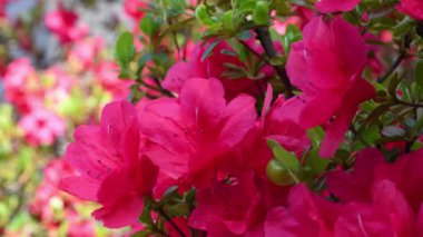 Baharda güzel kırmızı Azalea çiçeklerini kapat. Azalea, Ericaceae familyasından bir bitki cinsidir..