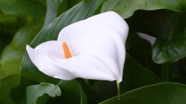 Baharda Calla 'nın güzel çiçeğine yakın çekim. Calla, Araceae familyasından bir bitki cinsidir.