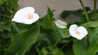 Bahçede çiçek açan Calla bitkileri. Calla, Araceae familyasından bir bitki cinsidir.
