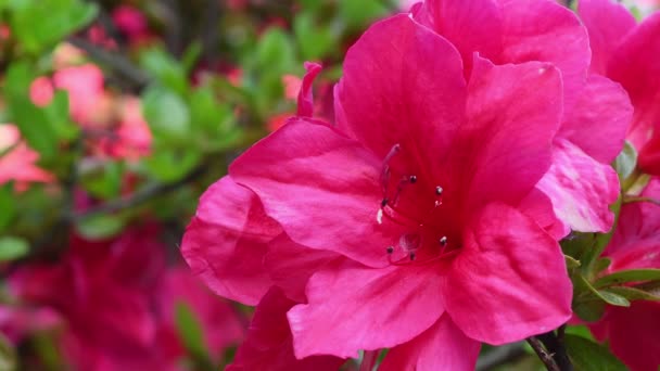 Nahaufnahme Wunderschöner Roter Azaleen Blüten Frühling Azaleen Gehören Zur Gattung — Stockvideo