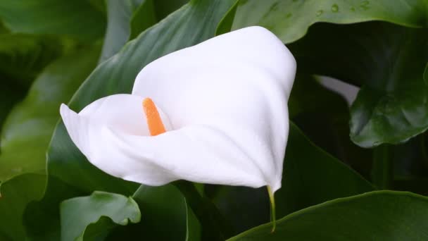 Gros Plan Sur Belle Fleur Calla Printemps Calla Est Genre — Video