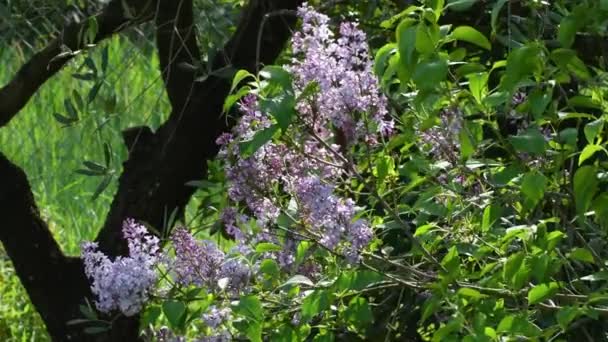 Flowering Twig Lilac Sways Wind Spring — ストック動画