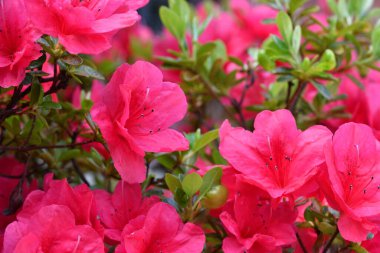 Baharda güzel kırmızı Azalea çiçeklerini kapat. Azalea, Ericaceae familyasından bir bitki cinsidir..
