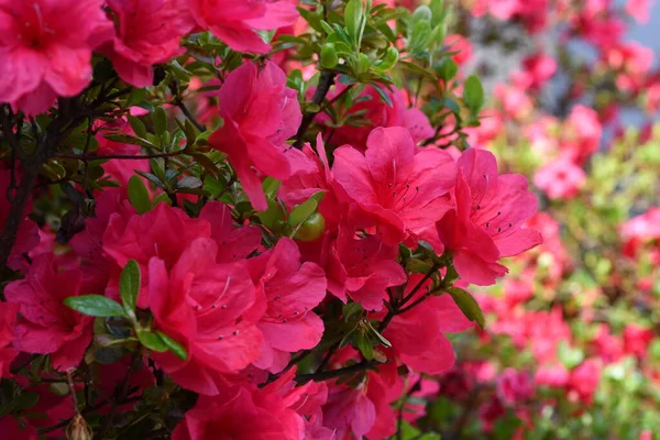 Close Belas Flores Vermelhas Azalea Primavera Azalea Género Botânico Pertencente — Fotografia de Stock