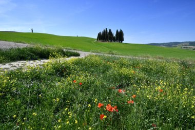Val d 'Orcia, Mayıs 2022: Tuscany' deki San Quirico d 'Orcia yakınlarında yeşil tepelerdeki Kıbrıs ağaçları ve mavi gökyüzü. İtalya.