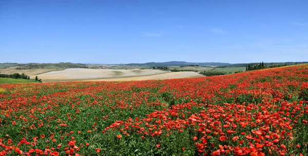 Tuscany Kırsalında Bahar Mevsiminde Mavi Gökyüzü Olan Güzel Kırmızı Haşhaş — Stok fotoğraf