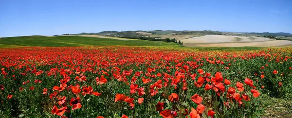 Gyönyörű Mező Vörös Mák Toszkán Vidéken Kék Tavaszi Szezonban Olaszország — Stock Fotó
