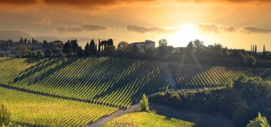 Beautiful rows of Vineyards in Chianti region with sunset sky. Tuscany, Italy