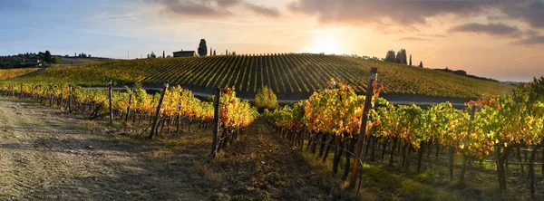 Zachód Słońca Niebo Pięknych Rzędach Żółtych Winnic Regionie Chianti Toskania — Zdjęcie stockowe