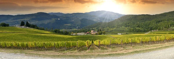 Hermoso Viñedo Campiña Toscana Atardecer Italia —  Fotos de Stock