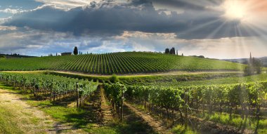 Green vineyards in tuscan countryside at sunset with cloudy sky in Italy.