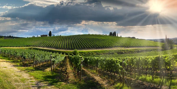 Green Vineyards Tuscan Countryside Sunset Cloudy Sky Italy — стоковое фото