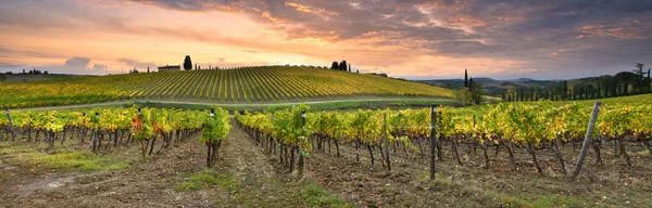 Autumn Season Spectacular Vineyards Tuscan Countryside Sunset Cloudy Sky Italy — стоковое фото