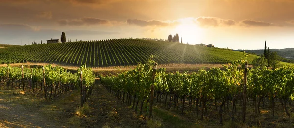 Ряди Виноградників Тусканських Сільських Місцевостях Заході Сонця Хмарним Небом Італії — стокове фото