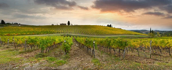 Autumn Season Spectacular Vineyards Tuscan Countryside Sunset Cloudy Sky Italy —  Fotos de Stock