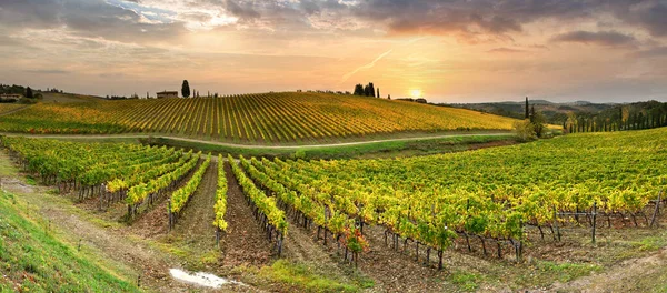 Autumn Season Spectacular Vineyards Tuscan Countryside Sunset Cloudy Sky Italy — стоковое фото