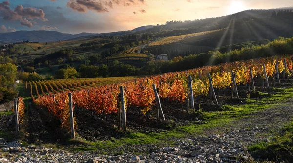 Piękna Winnica Regionie Chianti Pobliżu Greve Chianti Florencja Zachodzie Słońca — Zdjęcie stockowe