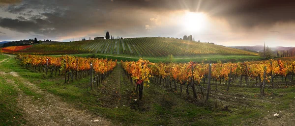 Beautiful Vineyard Tuscan Countryside Sunset Cloudy Sky Italy — 스톡 사진