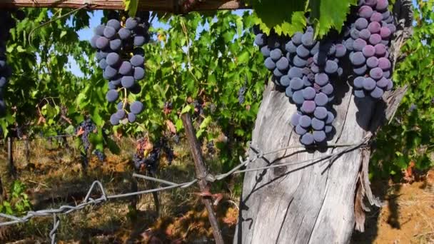 Bunch Red Grapes Blue Sky Harvest Period Grapes Production Wine — Stok Video