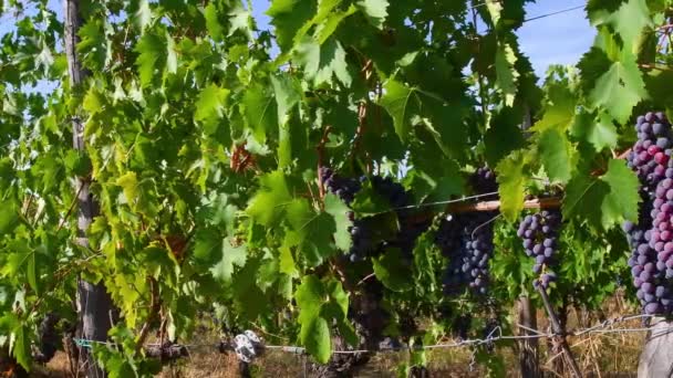 Bunch Red Grapes Summer Season Harvest Period Grapes Production Wine — Stockvideo