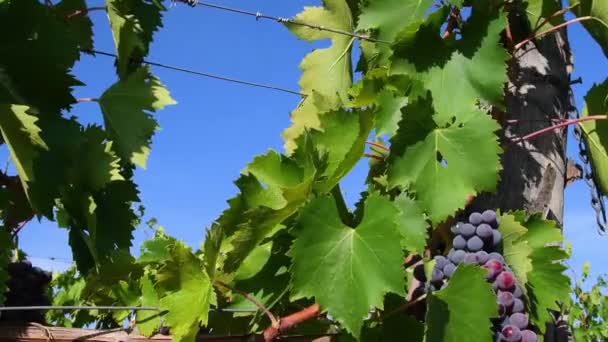 Bunch Red Grapes Blue Sky Harvest Period Grapes Production Wine — 图库视频影像