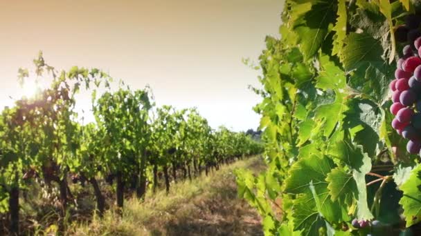 Bunch Red Grapes Sunset Light Sun Background Harvest Period Grapes — Vídeo de Stock