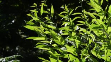 Chestnut forests (Castanea Sativa) on the mountains of the Tuscan Apennines. Beautiful backlit chestnut leaves swaying in the wind during the summer season. Italy