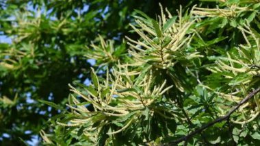 Flowering branches of Chestnut tree (Castanea Sativa) sway in the wind during the summer season. Forests on Apennines mountains in Tuscany. Italy