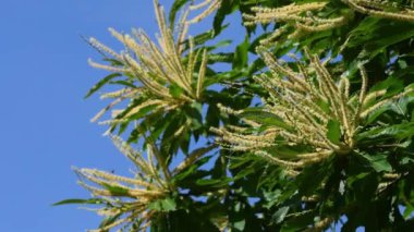 Closeup on Blooming chestnut branches with fresh green leaves that sway in the wind against the blue sky. Forests on the Apennines in Tuscany, Italy.