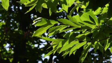 Chestnut forests (Castanea Sativa) on the mountains of the Tuscan Apennines. Beautiful backlit chestnut leaves swaying in the wind during the summer season. Italy
