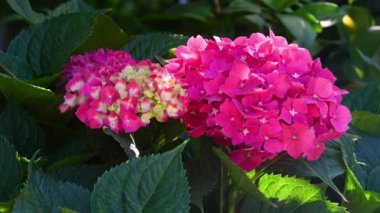 close up on a beautiful blooming pink hydrangea in a garden