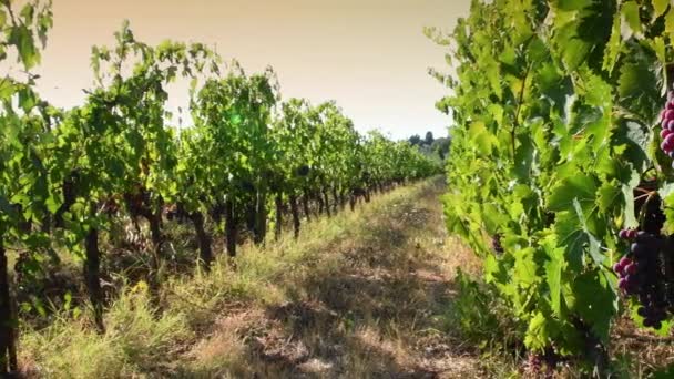 Bunch Red Grapes Harvest Period Grapes Production Wine Chianti Classico — Stok Video