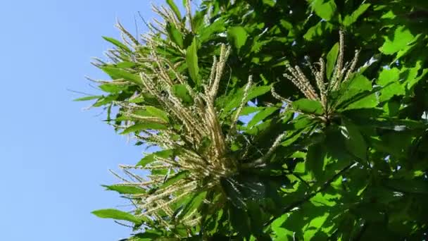 Closeup Blooming Chestnut Branches Fresh Green Leaves Sway Wind Blue — Stockvideo