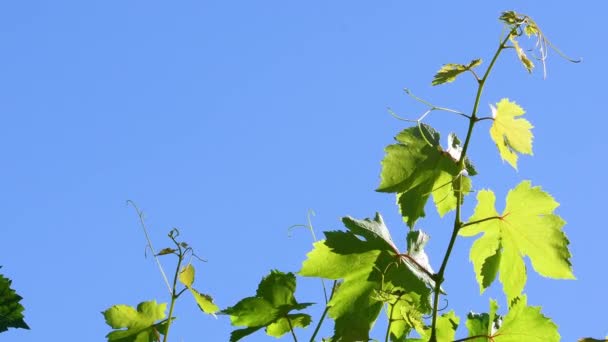 Fresh Green Vine Leaves Sway Wind Vineyard Stunning Blue Sky — 图库视频影像