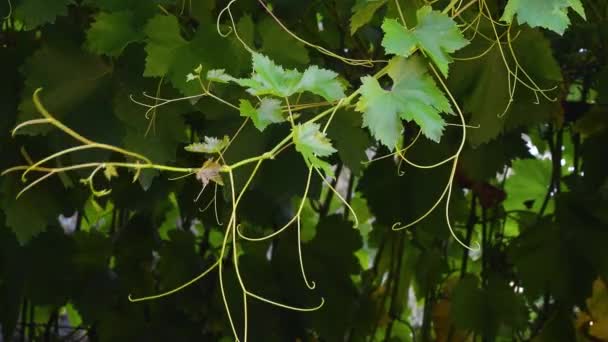 Branches Fresh Vine Leaves Move Wind Tuscany Vineyards Italy — Vídeos de Stock
