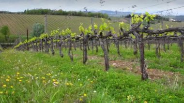 Mercatale in Val di Pesa, April 2022: First shoots of the vine plant in a row of vineyards in Chianti near Mercatale (Florence). Tuscany, Italy.