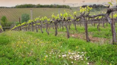 Mercatale in Val di Pesa, April 2022: First shoots of the vine plant in a row of vineyards in Chianti near Mercatale (Florence). Tuscany, Italy.
