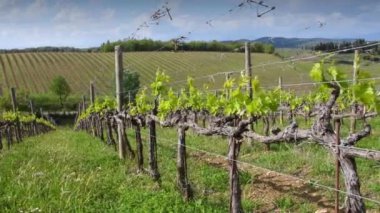 First shoots of the plant in a vineyard. Fresh shoots of young bunches. Tiny grape leaves and berries grow on the vineyard rows near Greve in Chianti (Florence) Tuscany. Italy.
