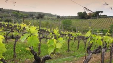 Greve in Chianti, April 2022: Close up on first shoots of the plant in a vineyard. Tiny grape leaves grow on the rows of vineyards near Greve in Chianti (Florence) Tuscany. Italy.