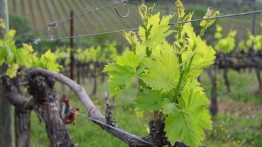 Close up on first shoots of the plant in a vineyard. Tiny grape leaves grow on the rows of vineyards near Greve in Chianti (Florence) Tuscany. Italy.