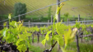 Close up on first shoots of the plant in a vineyard. Tiny grape leaves grow on the rows of vineyards near Greve in Chianti (Florence) Tuscany. Italy.