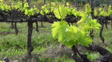 Close up on first shoots of the plant in a vineyard. Tiny grape leaves grow on the rows of vineyards near Greve in Chianti (Florence) Tuscany. Italy.